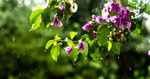 От сильных ливней до +35°С: какая погода ожидается в регионах Казахстана