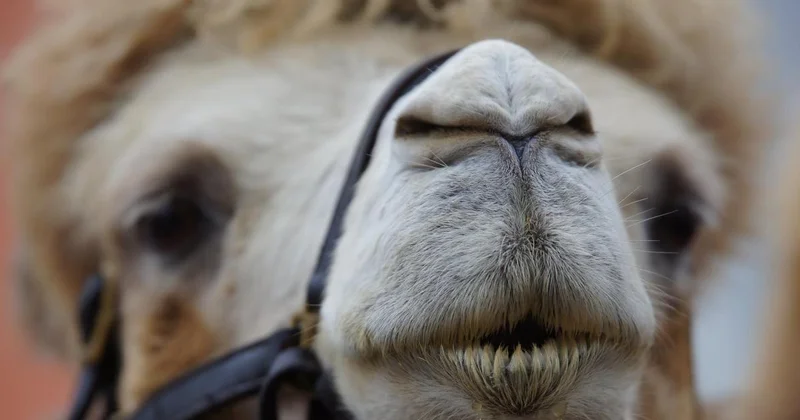 Верблюд потоптал ребенка: стали известны подробности нападения животного в Кульсары