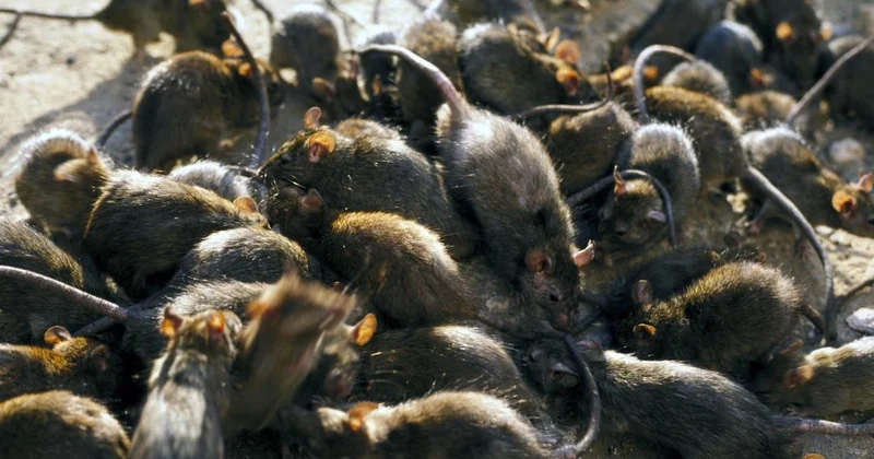 Уже не боятся людей : крысы заполонили три района в Атырау