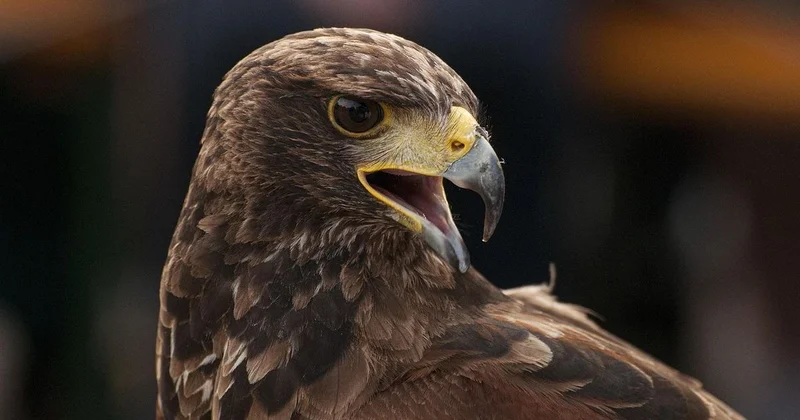 Жеті қазына : семь ценностей, хранящих душу казахского народа