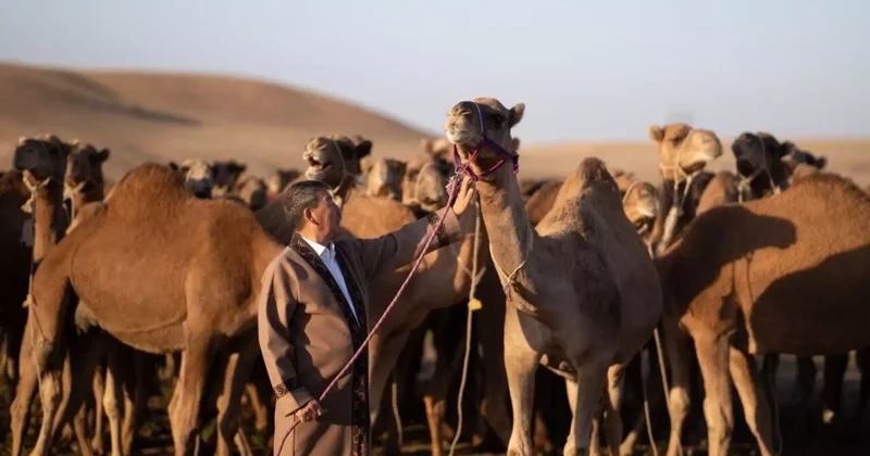 Мәнті саттым : рекордтар кітабына енген түйеші қиындықты қалай жеңгенін айтып берді