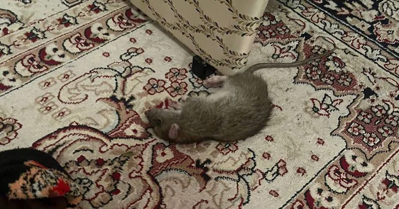 Атырауда егеуқұйрық жертөлені қойып, пәтерге шығып жүр