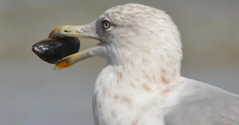 Құстар неге тас жұтады?