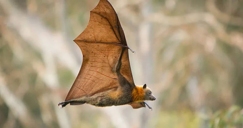 Бразилияда жарқанаттардан коронавирустың жаңа түрі анықталды