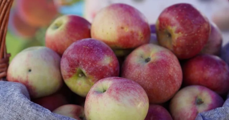 Алматы облысында апорт алманы қайта жаңғыртатын бақ салынып жатыр