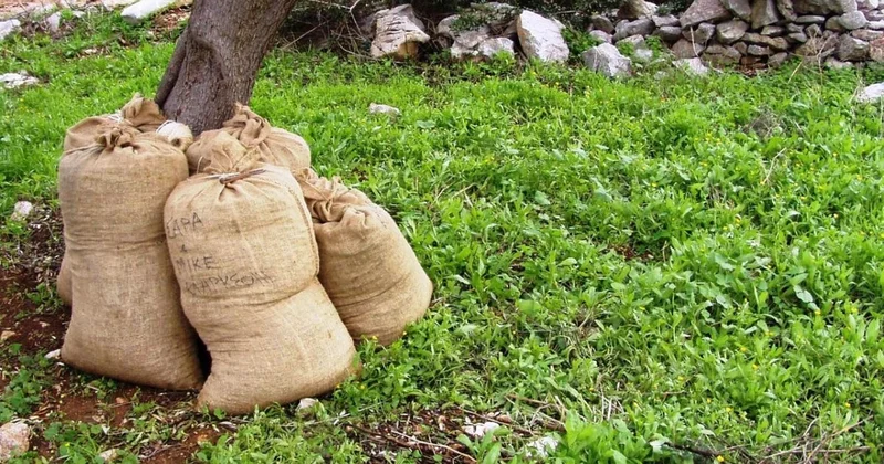 48 мешков с человеческими останками нашли в Мексике