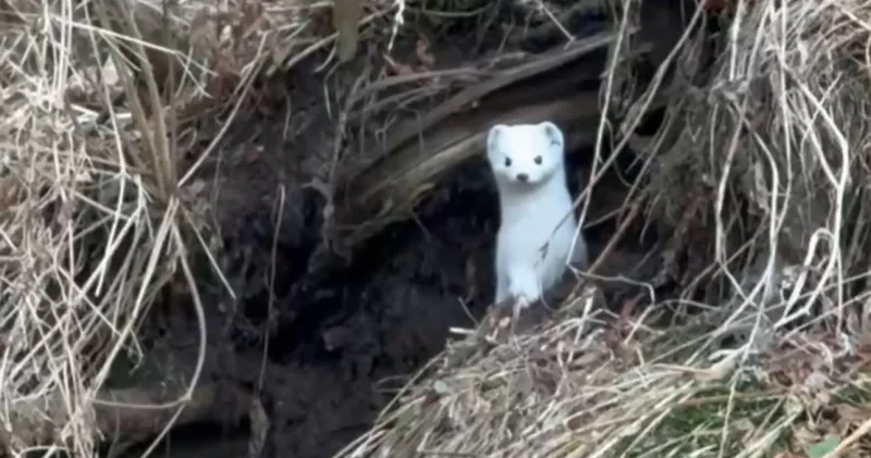 Алматы облысында тұрғын аппақ аңды видеоға түсіріп алған