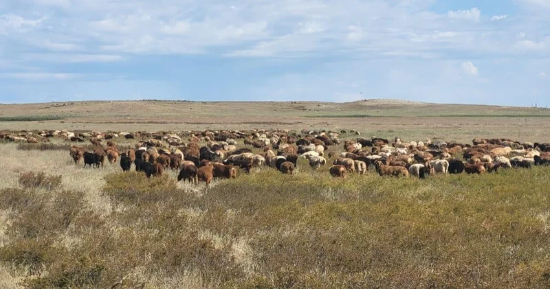 Ұлытау облысында қой тұқымын асылдандыру жобасы жүзеге асырылып жатыр