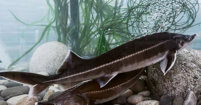 Қостанай облысында бекіре тұқымдас балықтарды өсіру екі есе артады