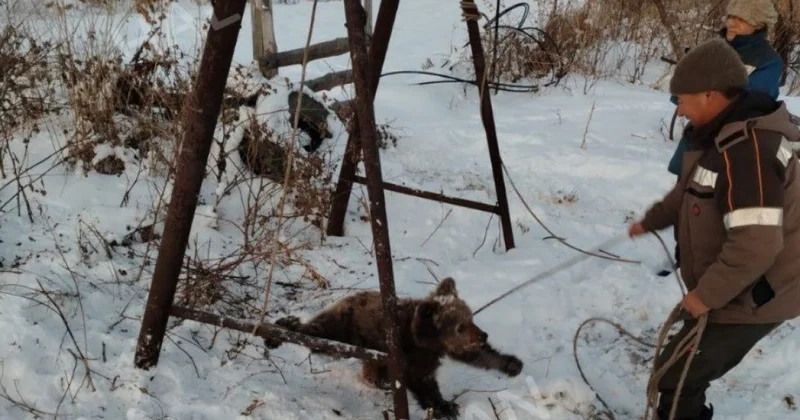 Дали ему суп : медвежонка поймали жители ВКО