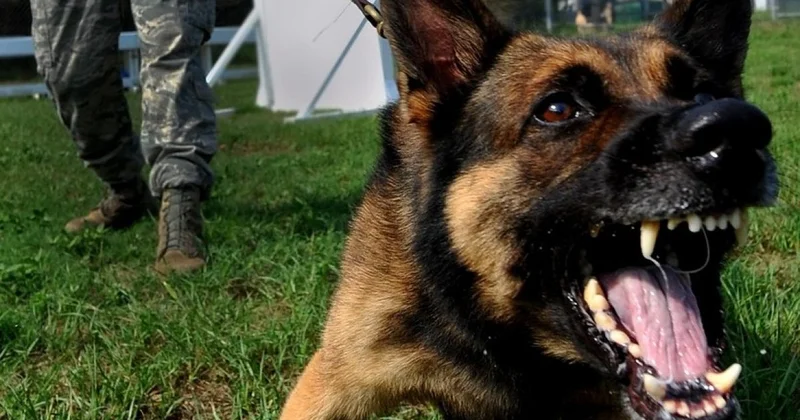 Бродячая собака оставила россиянку без части губы