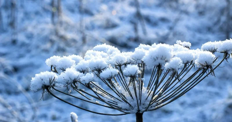 Астана встретит декабрь без осадков, но к четвергу возможен мокрый снег