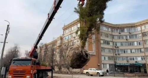 В Актобе высажено 150 сосен благодаря спонсорам