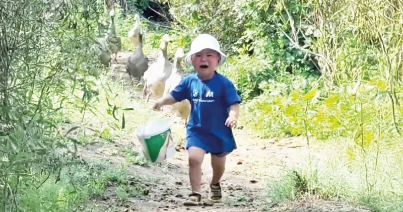 Желі жұлдыздары