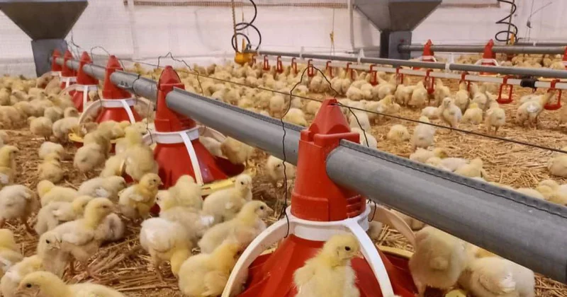 Шаруашылығы шалқыған күн туар