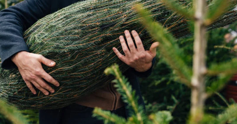 Instagram нан Жаңа жылға шырша сатып аламын деген келіншек алаяққа жем болған