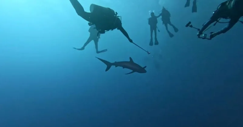 Ашық теңіз туралы шарт ресми түрде күшіне енеді