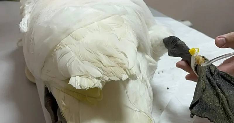 В Актау ветеринары спасли лебедя с переломом крыла