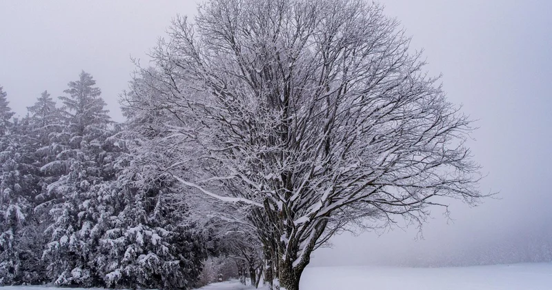 Снег и метели прогноз погоды на 31 января