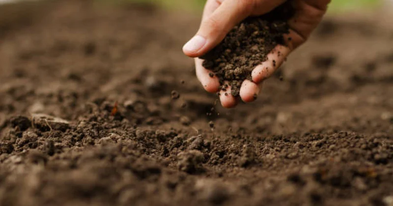 Жерді жалға алу тәртібі өзгерді: енді кімдерге беріледі?