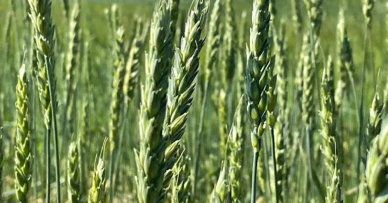 ИИ для сельского хозяйства