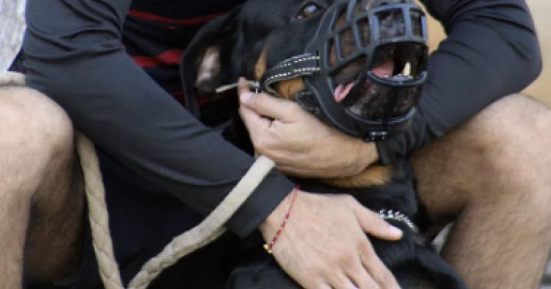 Мужчина ранил коллегу, стреляя по собакам в Акмолинской области