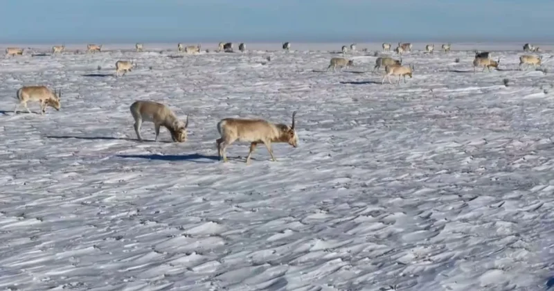 Арал маңын 35 мың киік қыстап жатыр