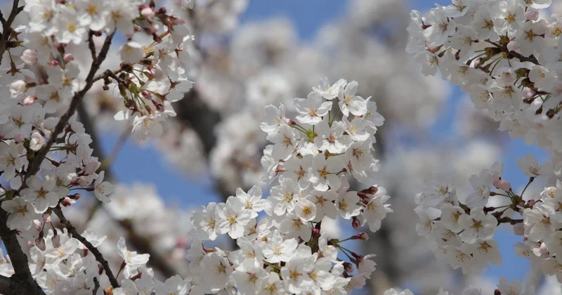 Почти летняя жара наступит в Шымкенте