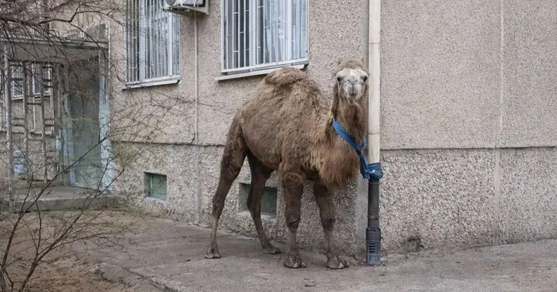 Казахстанец привязал верблюда к газовой трубе и был оштрафован