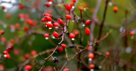 Кратковременные дожди пройдут на западе и юге Казахстана