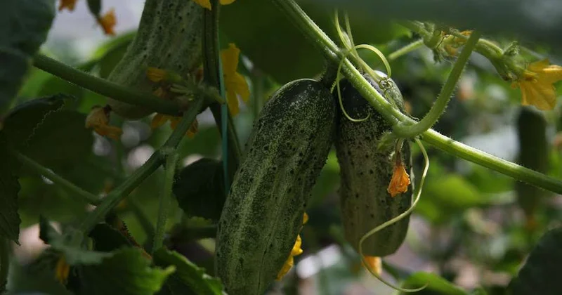 Будет построено современное овощехранилище