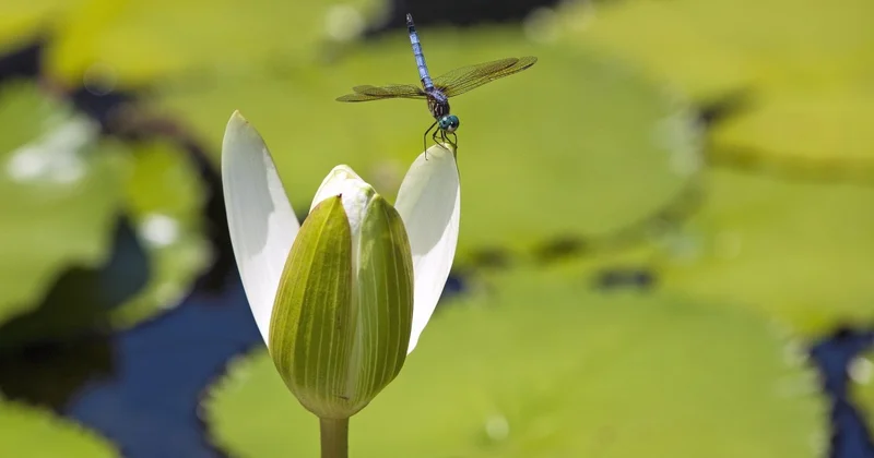 Ботанический сад Алматы меняет график работы
