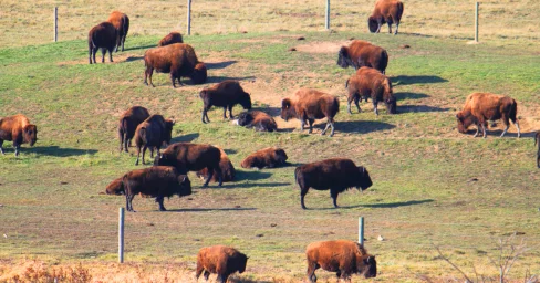 Изъять земельный участок инвестора за формальные нарушения планировали в Акмолинской области