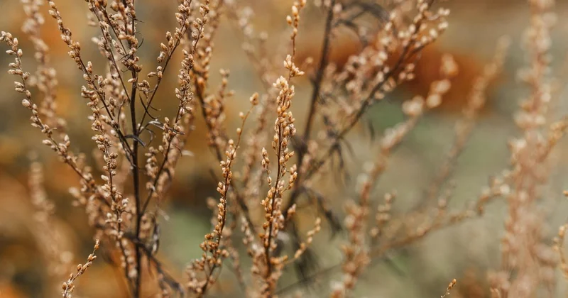 До +15 и без осадков: прогноз погоды в Астане 1 апреля