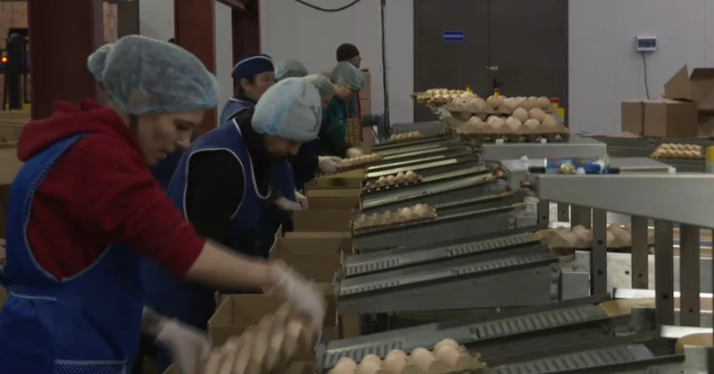 Жұмыртқа импортына тыйым ұзартылмақ