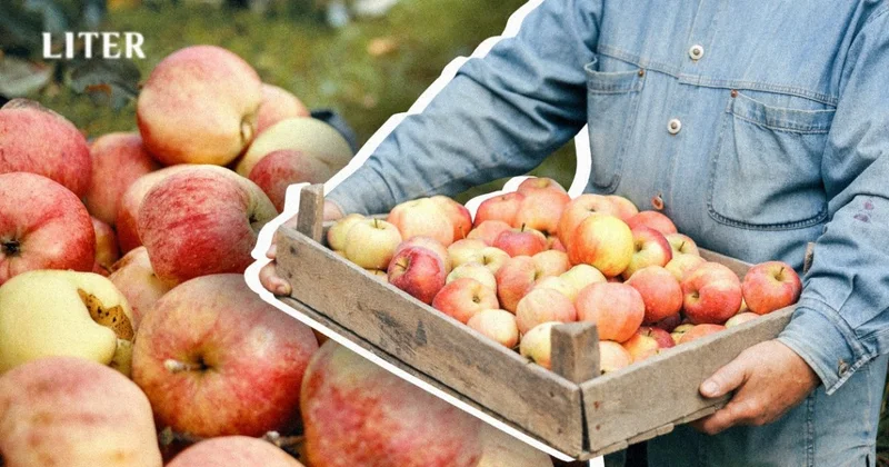 Возрождение алматинского апорта: наука, наследие и долгий путь к идеальному вкусу