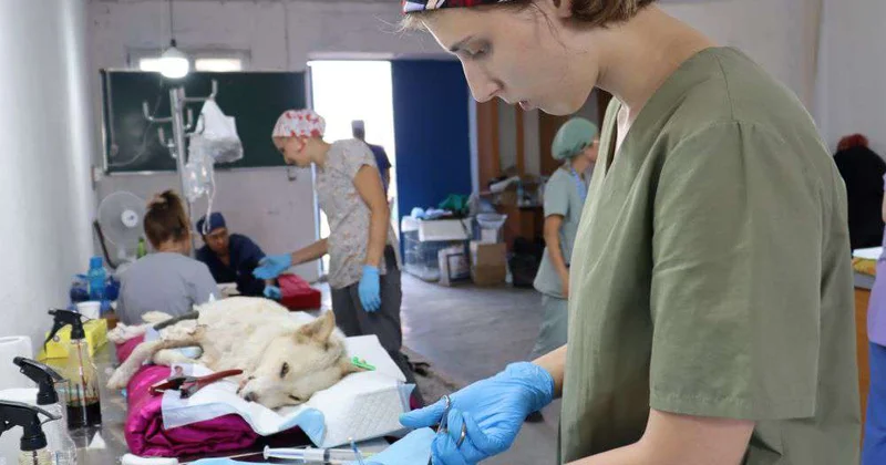 В Алматинской области прооперированы сотни домашних собак и кошек