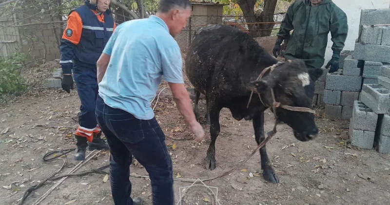Корова провалилась в трехметровый септик в Шымкенте (ВИДЕО)