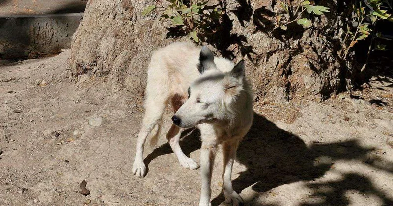 Шымкент за гуманное отношение