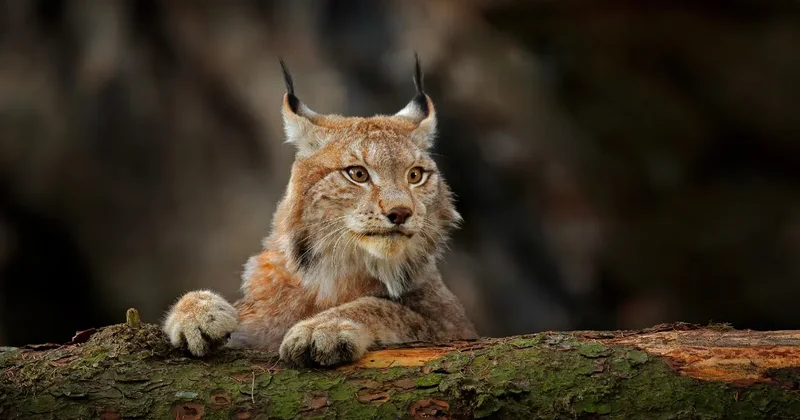 Туркестанская рысь с детёнышем попала в фотоловушки в Алтын Эмеле