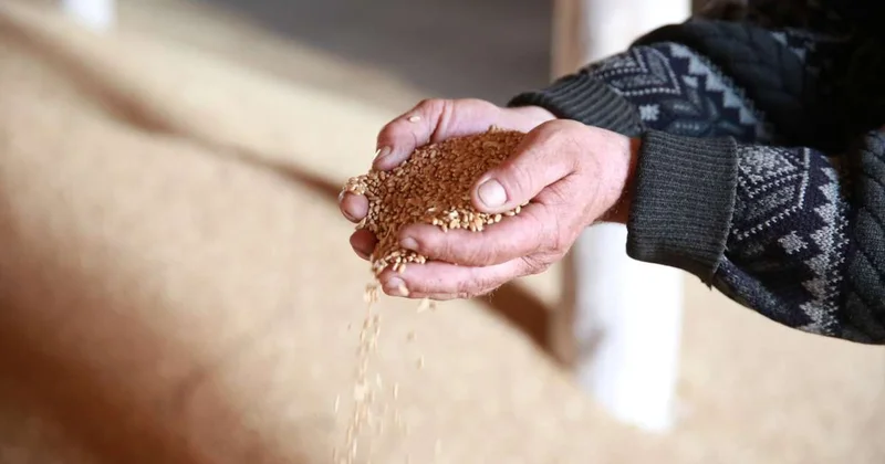 Первый в Казахстане агроклиматический карбоновый полигон открылся в Акмолинской области