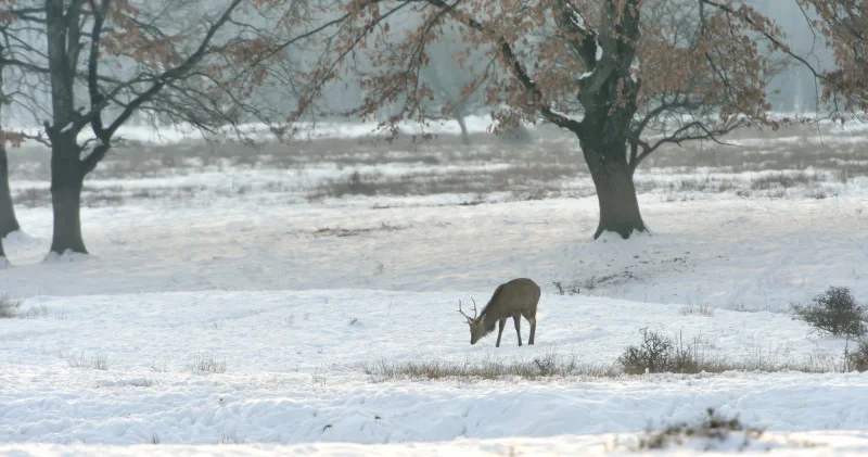 Қазақстандықтарға қар жауып, боран соғатыны ескертілді
