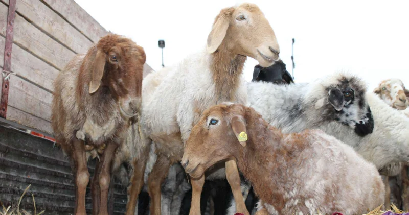 В области Жетысу идет заготовка кормов для сельхозживотных