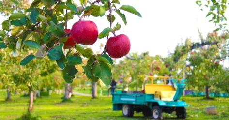 430 миллионов тенге похитили из бюджета в Шымкенте