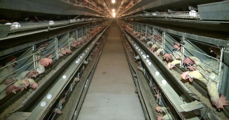 Биыл 21 мыңнан астам мал мен 2,6 млн құс сақтандырылды