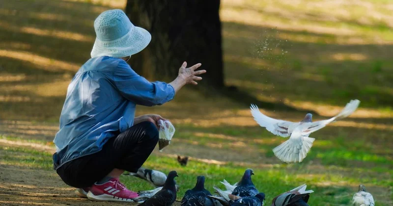 Голубя выкупили за 244 млн тенге