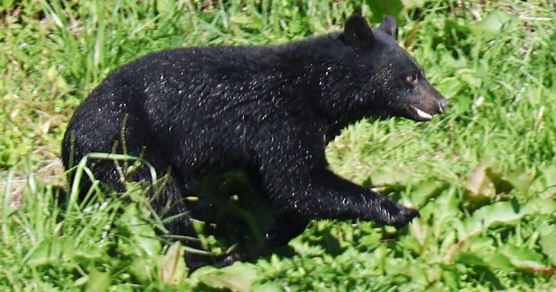Жапония үкіметі полицияға аю шабуылына қарсы қару қолдануға рұқсат беруі мүмкін