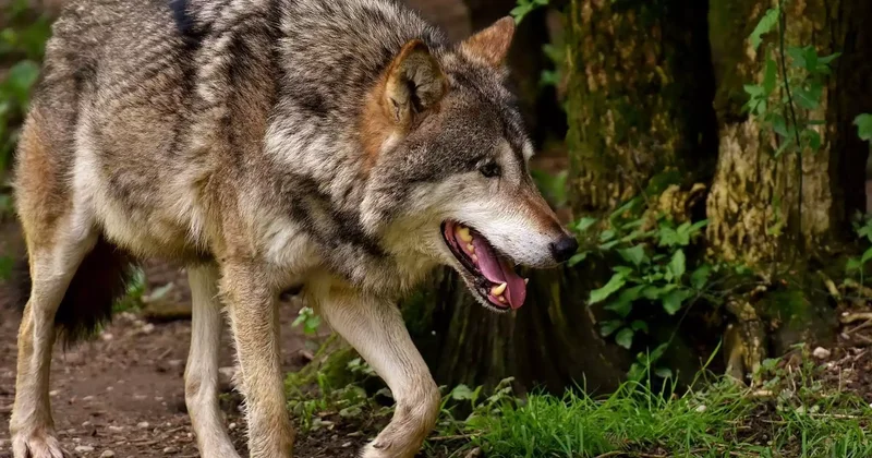 5 қаңтардан бастап елде қасқыр мен шибөріні аулауға рұқсат етіледі