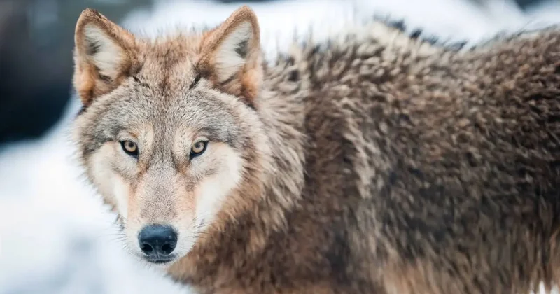 Отстрел волков и шакалов разрешат в Казахстане с 5 января