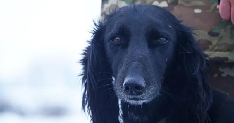 Әскери бөлімде Айқас есімді тазы ит қызмет етеді